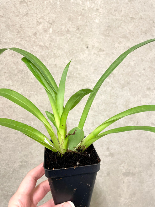 Odtna. Memoria Martin Orenstein 'Lulu' HCC/AOS example of plants for sale