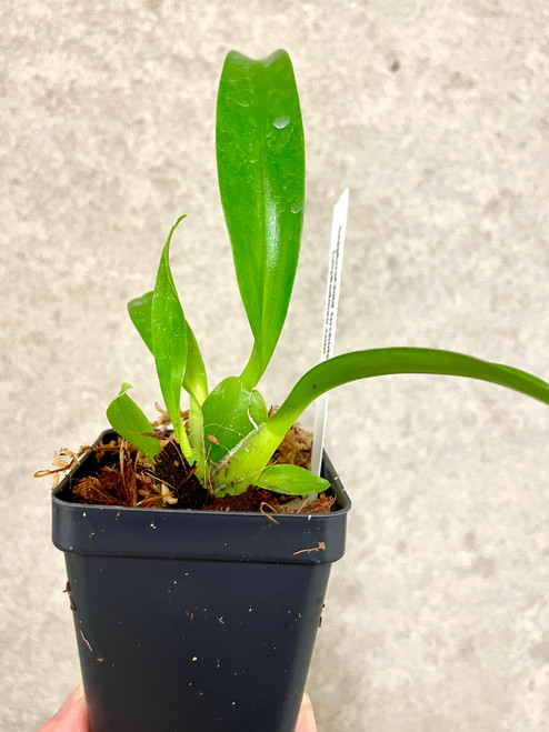 Oncidium Speckled Spire 'Whisp'  example of plants for sale Oncidium Speckled Spire 'Whisp'  example of plants for sale