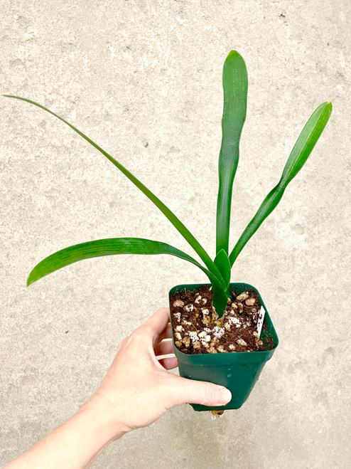 Clivia miniata ('Hodor' x 'Catlyn') group one yellow, seedling for sale