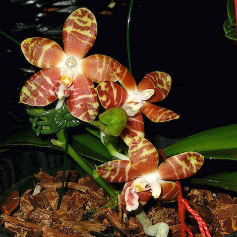 Phalaenopsis amboinensis 'Nicole' AM/AOS