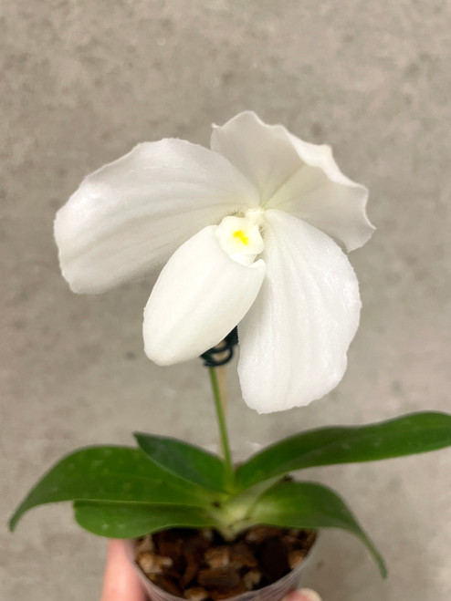 Paphiopedilum Sunshine Bell (Sunshine Glory f. album x bellatulum) example flower photo Paphiopedilum Sunshine Bell (Sunshine Glory f. album x bellatulum) example flower photo