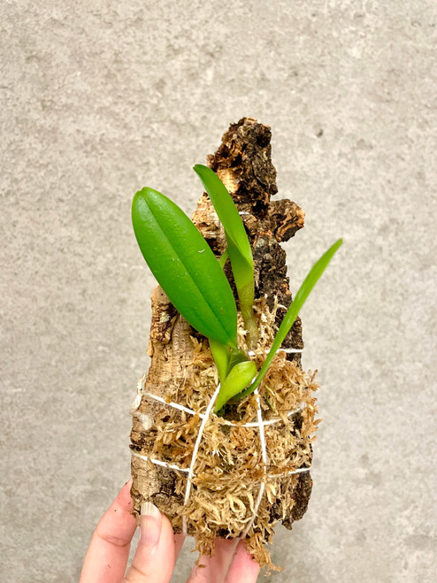 Worayuth White Fang  (lepidum × medusae) example of plants for sale, mounted on cork