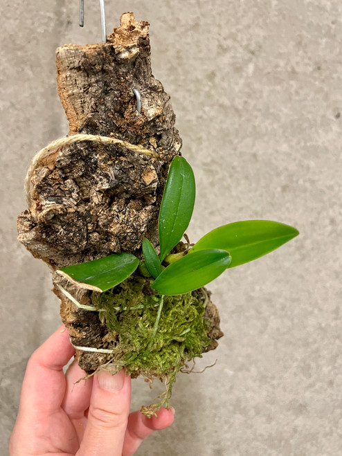 Worayuth White Fang  (lepidum × medusae) example of plants for sale, mounted on cork