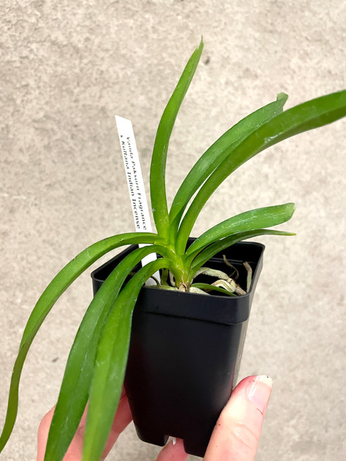 Vanda (Paksorn Fragrance  x Kultana Indian Incense) example of young plants for sale