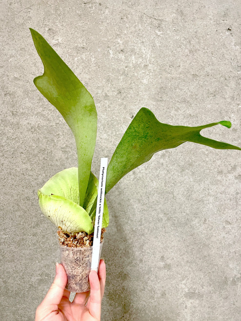 Platycerium willinckii x hillii 'Silver Salmon' example of young plants for sale Platycerium willinckii x hillii 'Silver Salmon' example of young plants for sale