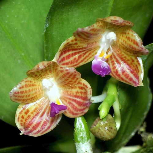 Phalaenopsis javanica example flower photo Phalaenopsis javanica example flower photo
