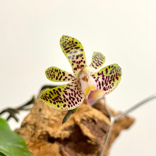 Example flower photo - yellow with dark red spots - Phalaenopsis Nianzhen Song Example flower photo - yellow with dark red spots - Phalaenopsis Nianzhen Song