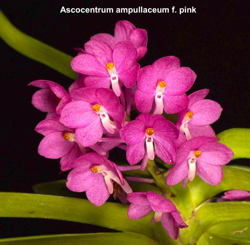 Ascocentrum ampullaceum, pink; example flower photo showing multiple round, hot pin flowers with a slim, white lip.