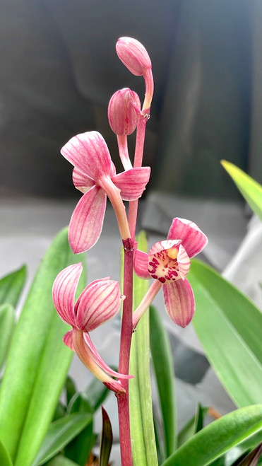 Cymbidium ensifolium Hong Cao Hong He 紅草紅荷 example flower photo