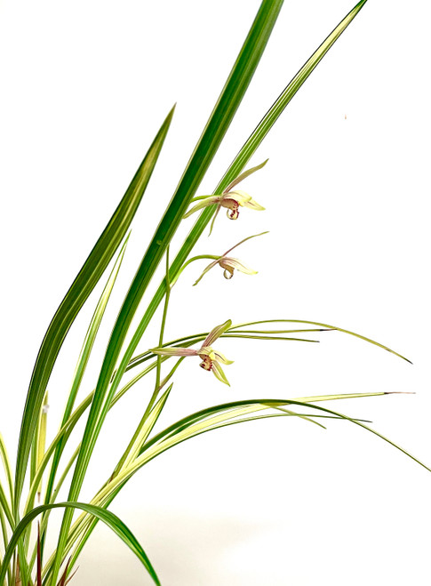 Cymbidium ensifolium Hua Mu Lan 花木蘭 example flowering plant Cymbidium ensifolium Hua Mu Lan 花木蘭 example flowering plant