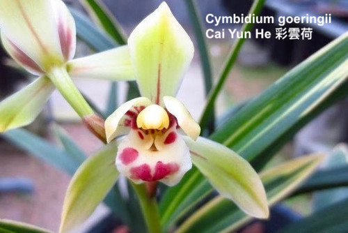 Cymbidium goeringii Cai Yun He 彩雲荷 - Colorful cloud lotus - example flower photo Cymbidium goeringii Cai Yun He 彩雲荷 - Colorful cloud lotus - example flower photo