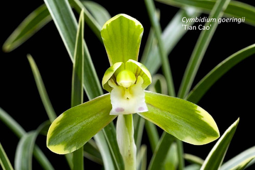 Cymbidium goeringii Tian Cao 天草 example flower photo Cymbidium goeringii Tian Cao 天草 example flower photo