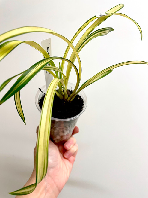 Cymbidium goeringii Chun Lan Zhong Tou 春蘭中透 example of plants for sale Cymbidium goeringii Chun Lan Zhong Tou 春蘭中透 example of plants for sale