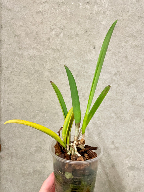 Auction | Bc. Morning Glory 4N tetraploid | cattleya hybrid seedlings | SapphireChild Orchids Auction | Bc. Morning Glory 4N tetraploid | cattleya hybrid seedlings | SapphireChild Orchids