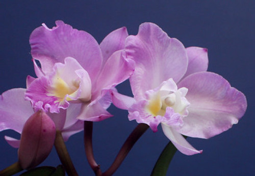 Example flower photo Ctt Doris and Byron 'Christmas Rose' - delicate pinks with fantastic fragrance Example flower photo Ctt Doris and Byron 'Christmas Rose' - delicate pinks with fantastic fragrance