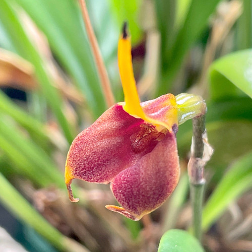 Masdevallia cocapatae example flower photo Masdevallia cocapatae example flower photo