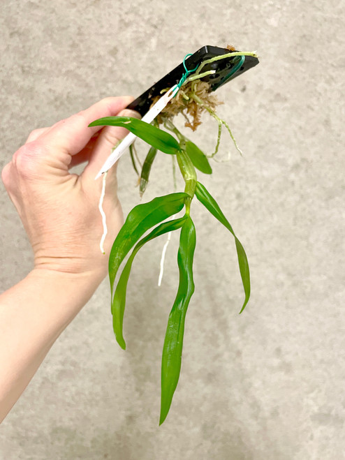 Auction | Dendrobium rhombeum | SapphireChild Orchids Auction | Dendrobium rhombeum | SapphireChild Orchids