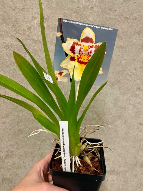 Charity Auction | Odontocidium Parquet 'Uptown Girl' | SapphireChild Orchids