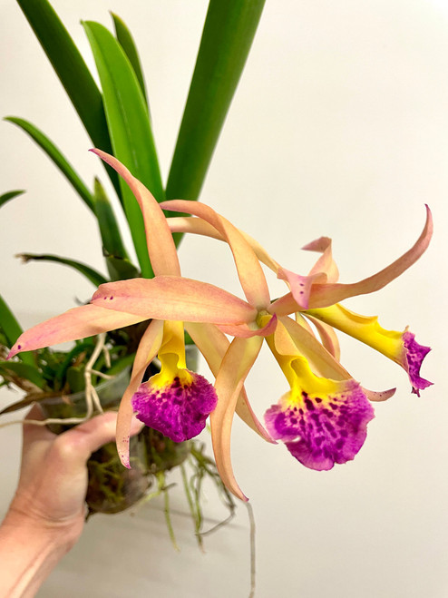 Auction | Ctt Tropical Aurora x Brassavola nodosa | SapphireChild Orchids