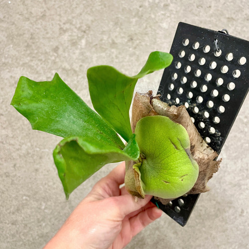 Platycerium hillii 'Papua Sporeling' example of plants for sale