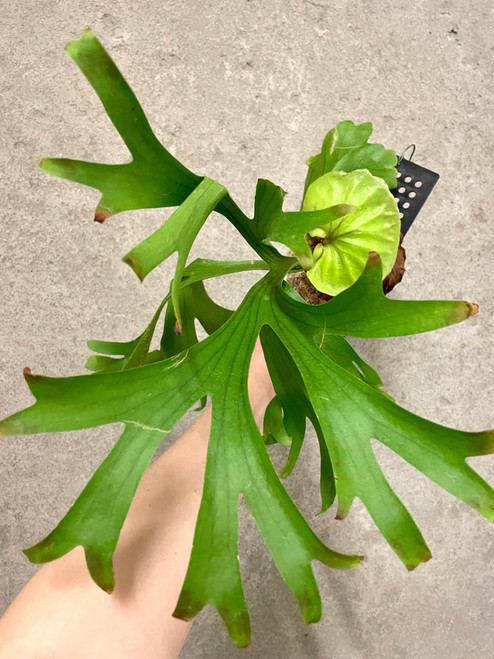 Platycerium Trident (Mt Lewis x hillii) | SapphireChild Orchids