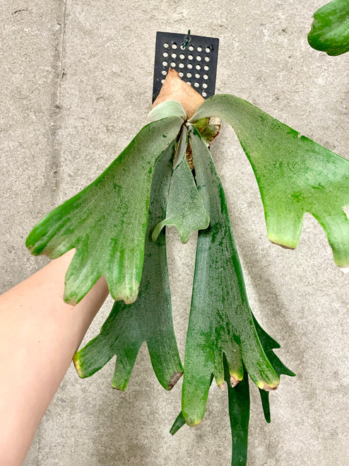 Platycerium willinckii example of plants for sale