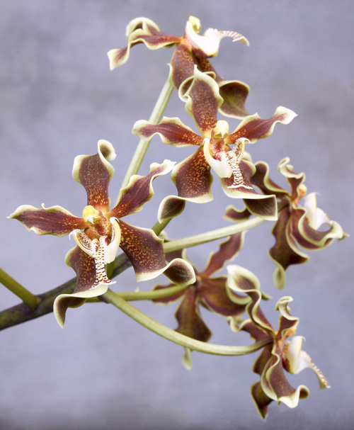 Paraphalaenopsis labukensis | blooming size | SapphireChild Orchids