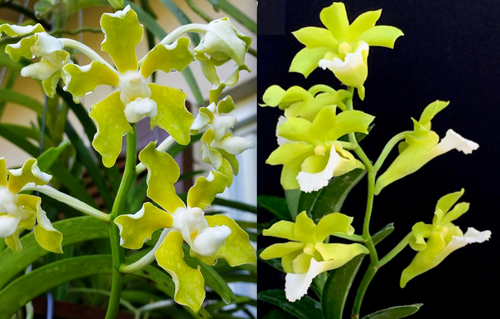 Vanda tessellata alba x vietnamica parent flower photos