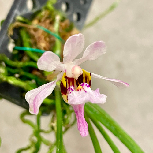 Holcoglossum wangii example flower photo