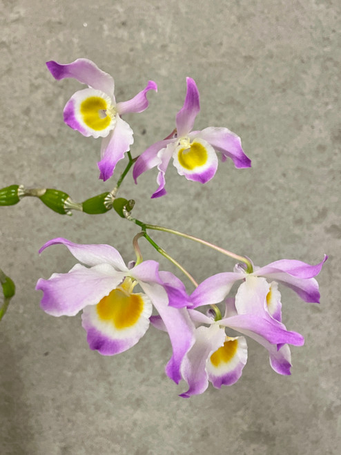 Dendrobium Tropic Pastel (aphanochilum x chrysopterum