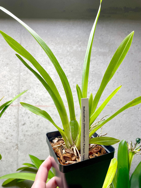 Odontocidium Parquet 'Uptown Girl' | SapphireChild Orchids