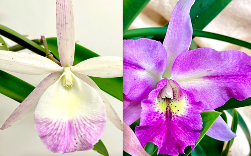 example flower photo showing the parents of this cross: Walter August (left) x Hilda Takamasu (right)
