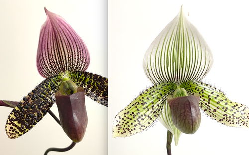 Paph Fluttering Fred (left) x Amusingly Wood (Right) - these photos show the parents of the seedlings