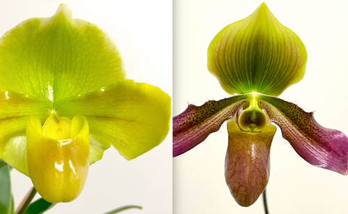 Paph Mountain Lass (left, yellow-green) x Graciously Hawaiian (right, pink and green), the parents of this cross, shown for reference only