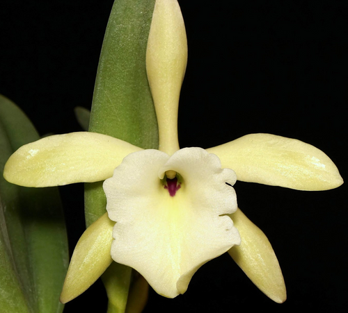 example flower photo