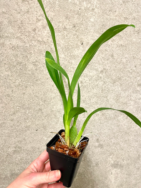 Wilsonara Joe Vanilla 'First Out' | SapphireChild Orchids