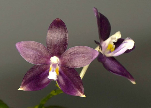 Phalaenopsis tetraspis f. livida 'Faerie's Little Sister' | SapphireChild Orchids