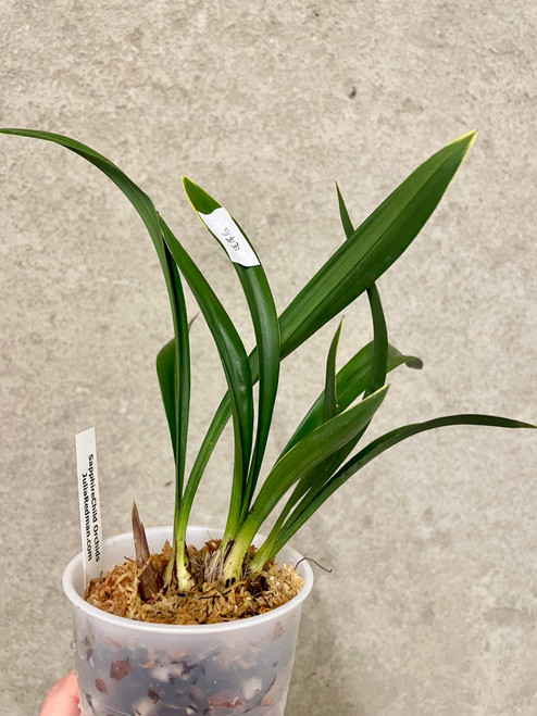 Cymbidium ensifolium Da Mo Zhua example of plants for sale