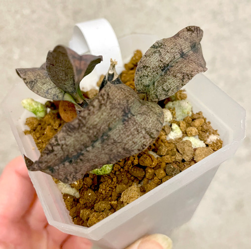 Oeceoclades roseo-variegata example of plants for sale