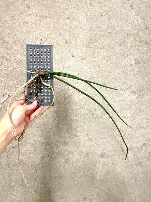 Paraphalaenopsis laycockii example of plants for sale