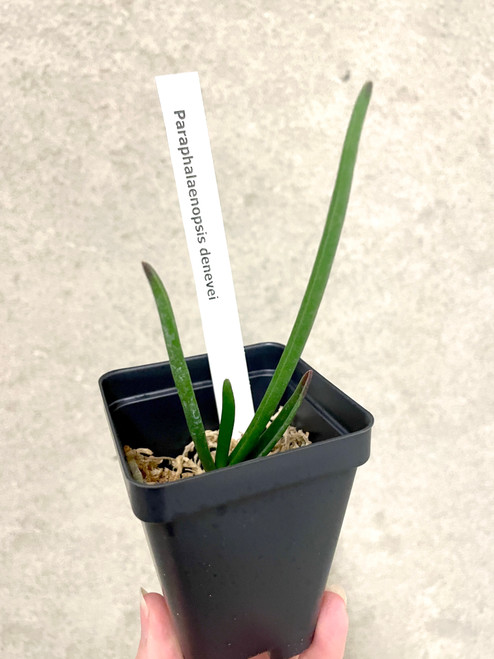 Paraphalaenopsis denevei example of plants for sale in octagonal baskets
