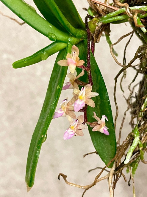 Stereochilus erinaceus example flower photo