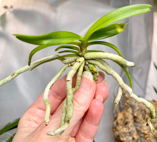 Charity Auction | Vanda denisoniana | SapphireChild Orchids