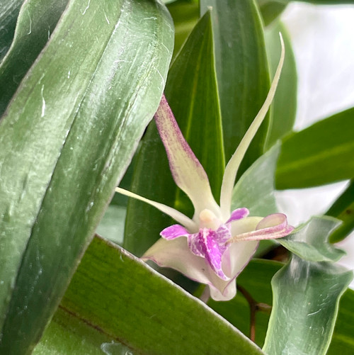 Dendrobium Ellen example flower photo