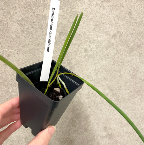 Send chordiforme example of plants for sale