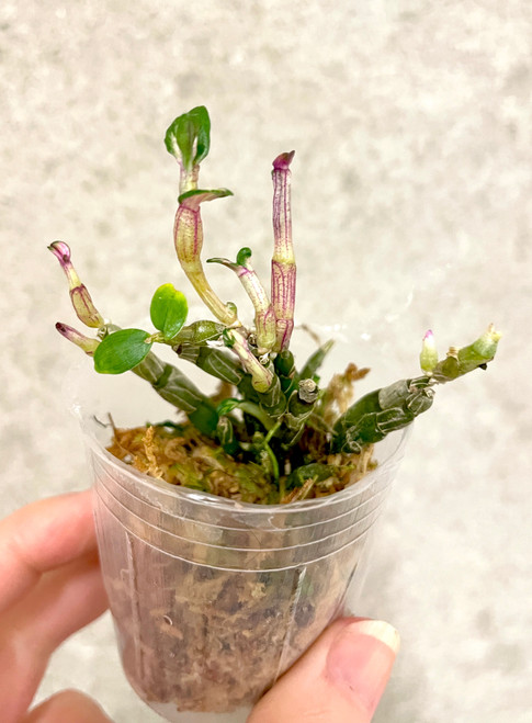 Newly Added Plants | SapphireChild Orchids at Julia Redman Art