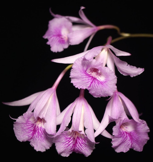 Auction | Broughtonia negrilensis | SapphireChild Orchids
