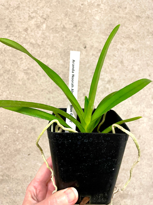 Aranda Noorah Alsagoff 'Blue Giant' example of plants for sale