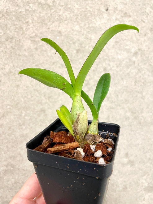 Dendrobium | Plants for Sale | SapphireChild Orchids at Julia