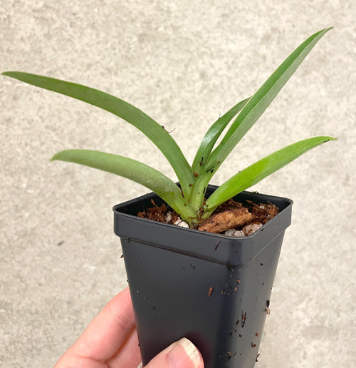 Paph. Memnon (charlesworthii x spicerianum) example of plants for sale